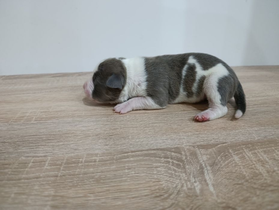 American staffordshire terrier Amstaff