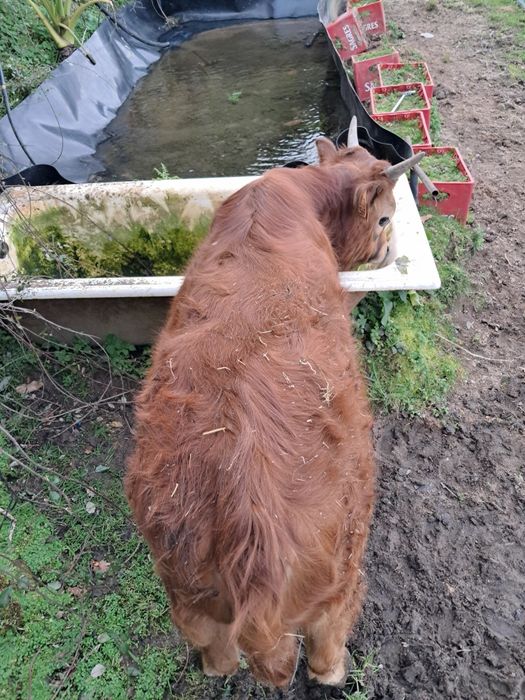 Vitelo barrosã  zona centro