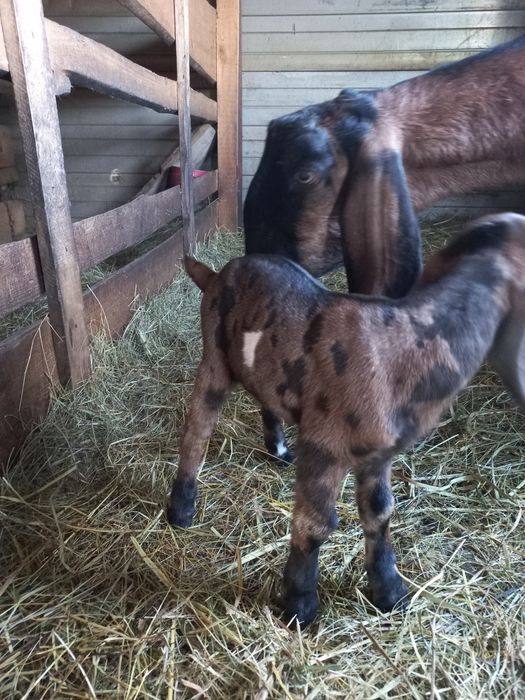 Цапики   100%   А Н