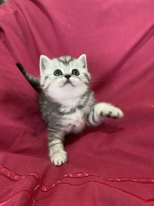 Шотландська прямовуха красуня