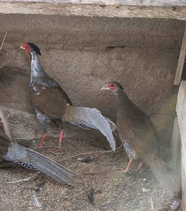 Liliputy czarne , srebrytki same  koguty