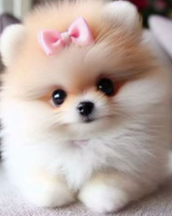 Spirz Lulu Anão  Alemão qualidade  boneco Lulu da pomerânia   da pomer