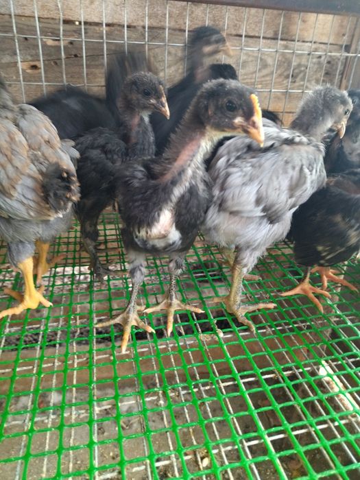 Курчата підрощені м'ясо яєчні , ДЖЕРСИ''.