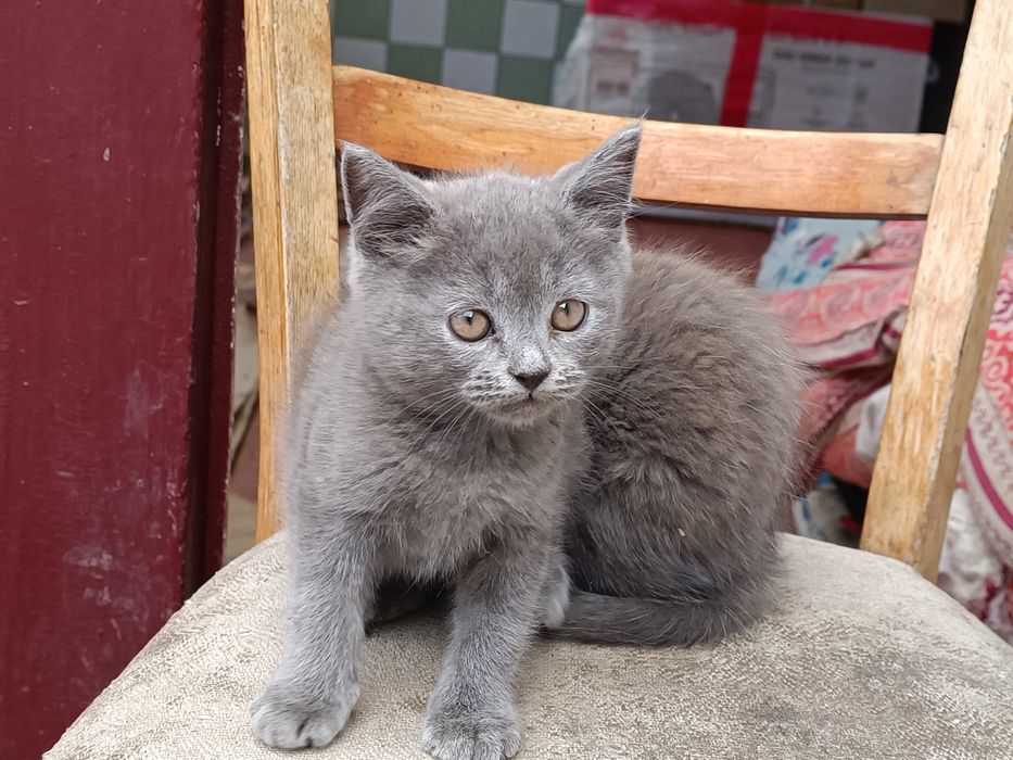 Продам породистих котят британців