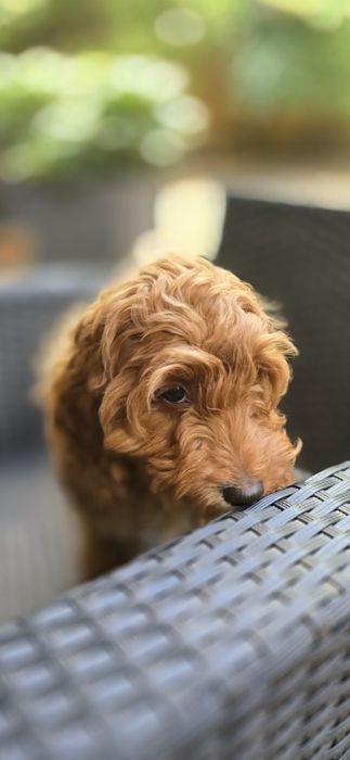 Cockapoo/ dziewczynka