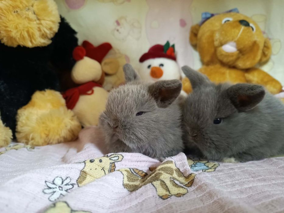 Sprzedam króliczki mini loop mini lop