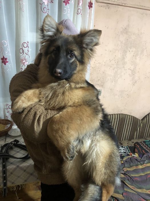 Німецька вівчарка..