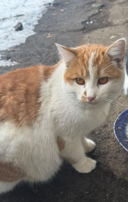 Отдам рыже-белого котенка, 6 месяцев,  мальчик