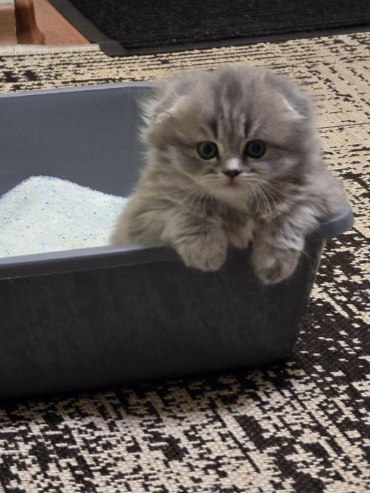 Шотландські кошенята