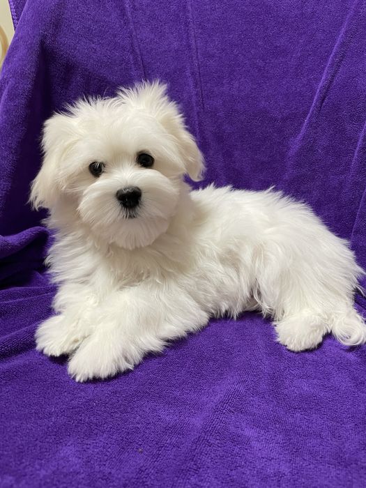 Мальтезе хлопчик