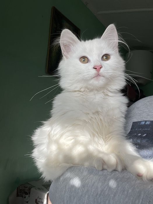 Кошенята у добрі руки