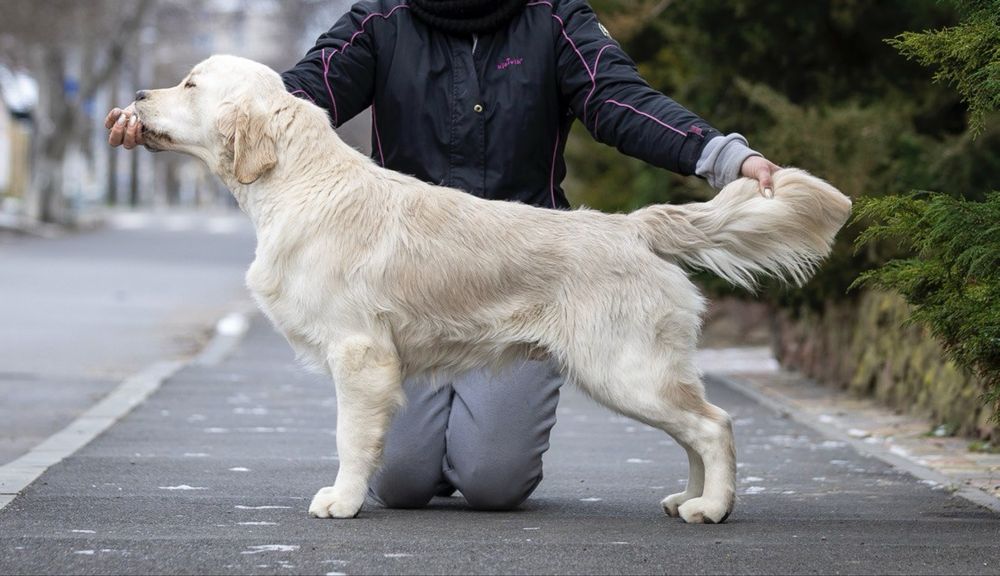 Щенок золотистого ретри-вера | КСУ | Документы | Отличное здоровье