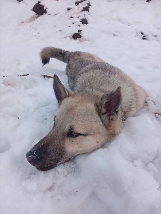 Терміново шукає дім молодий кобель, 20кг, активний
