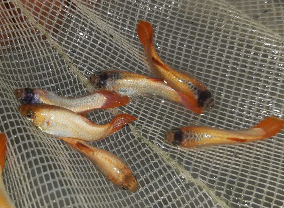 Gupik odmiana PINK TAIL - Poecilia reticulata - dowozimy, wysyłamy