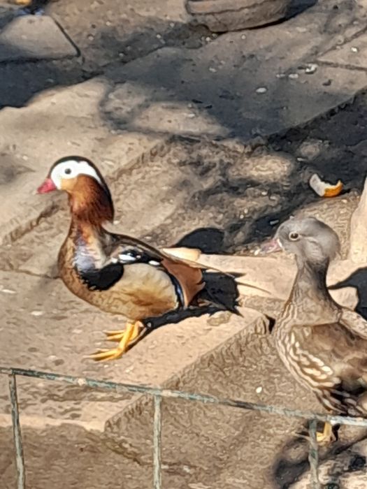 Patos exóticos  e  pavões