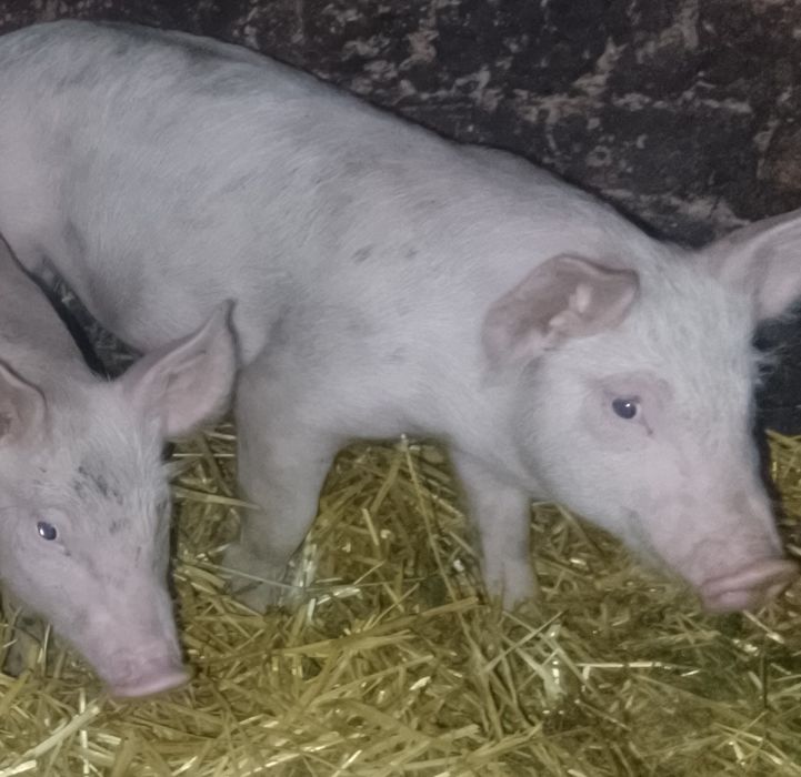 Малі поросята  20кг лишилось три  кабана