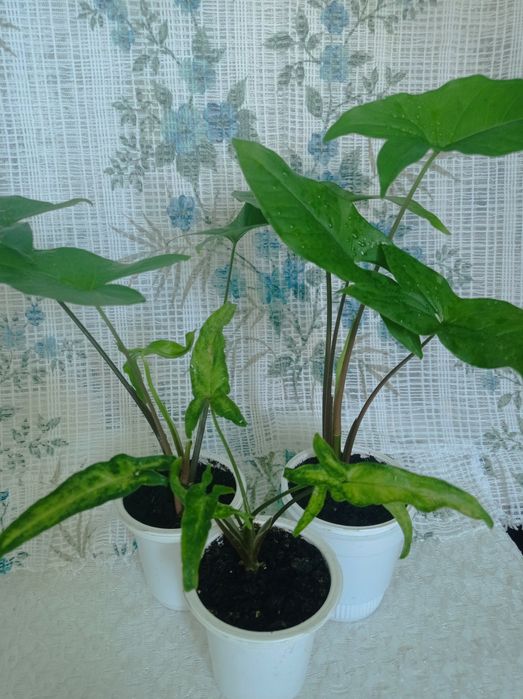 Продам комнатные цветы