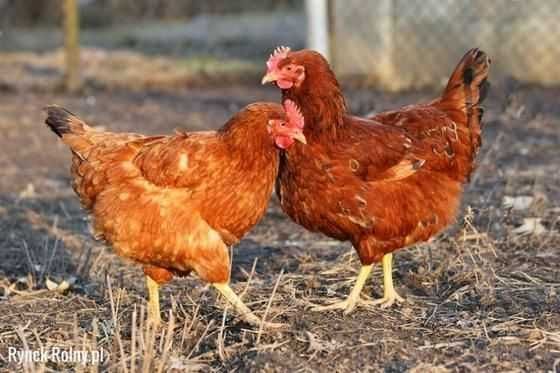 Ferma sprzeda kury op57
