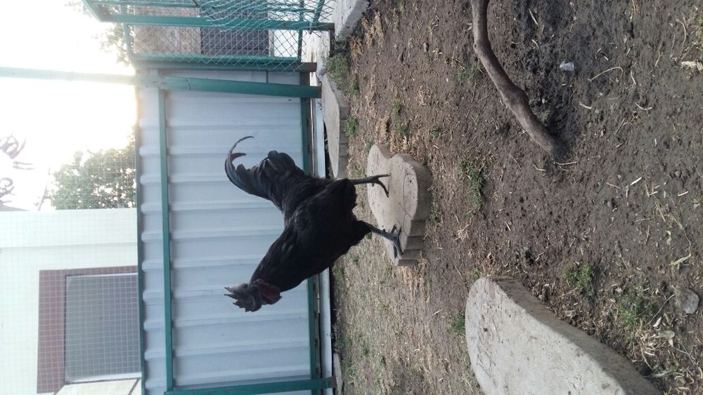 Продам петушков ухейилюй и инкубационное яйцо.