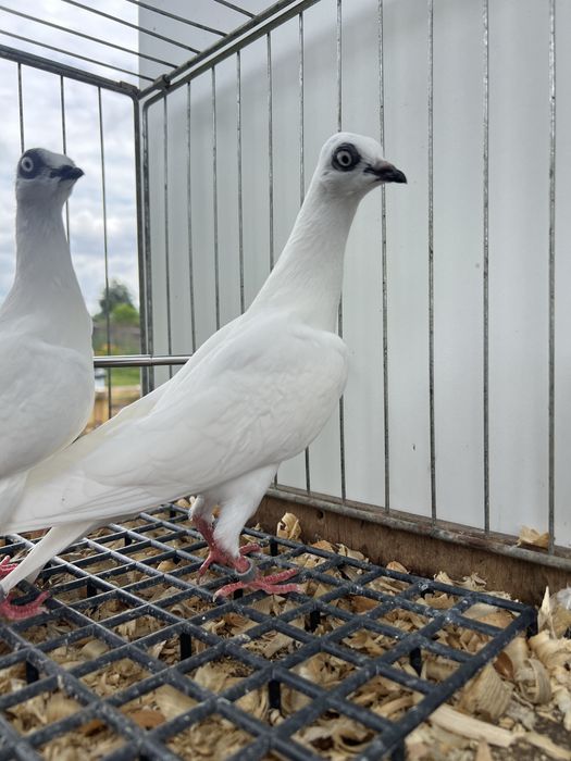 Gołebie Ozdobne Wiedeński Wysokoloyny Wiedeński Biały
