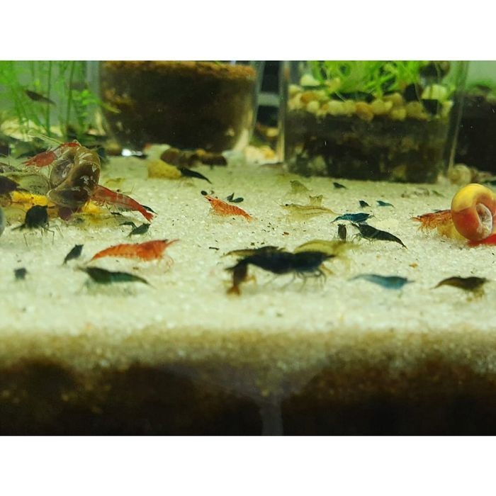 Krewetki Mix NeoCardina