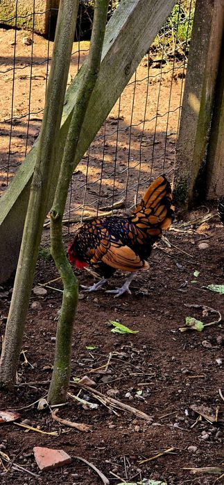 Ovos Sebright Dourada