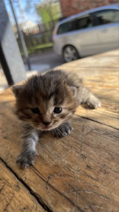 Котик (дівч.) в добрі руки