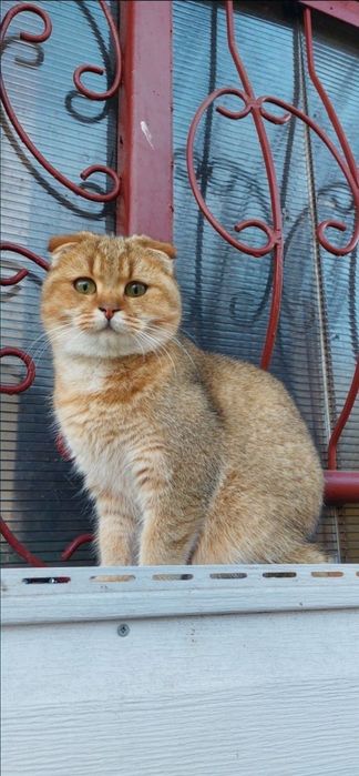 Вязка Кот Золотая шиншила