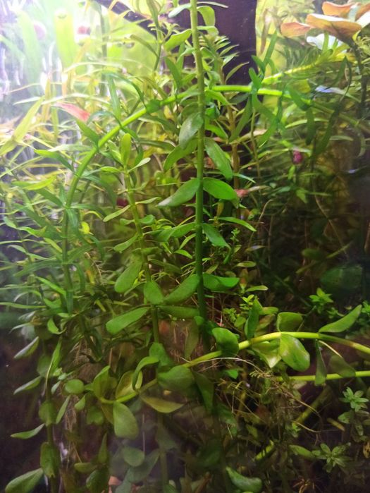 Аквариумные растения