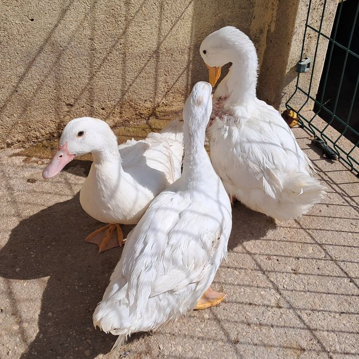 3 patos brancos adultos