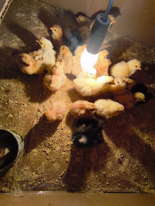 Pintos cruzados brahama grandes