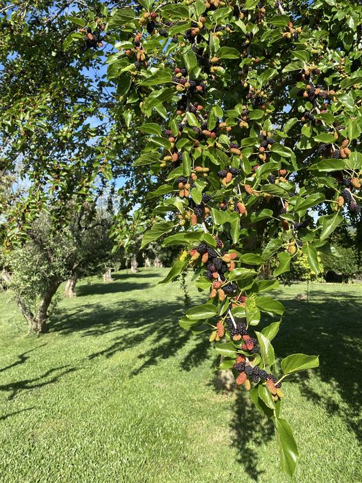 Amoras Fruto Ultrabiologicas arvore