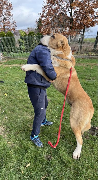 Owczarek środkowoazjatycki suczka