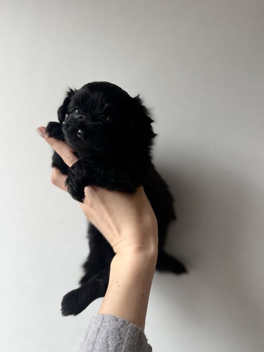 Pomapoo Teddy chiński