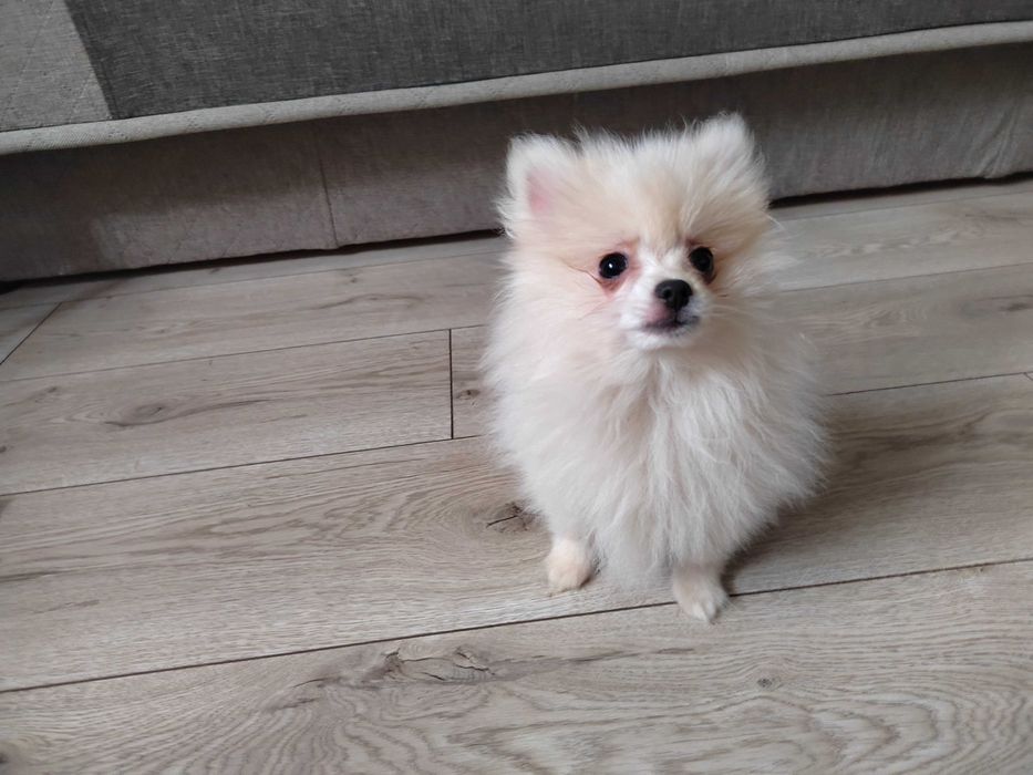 Szpic miniaturowy pomeranian