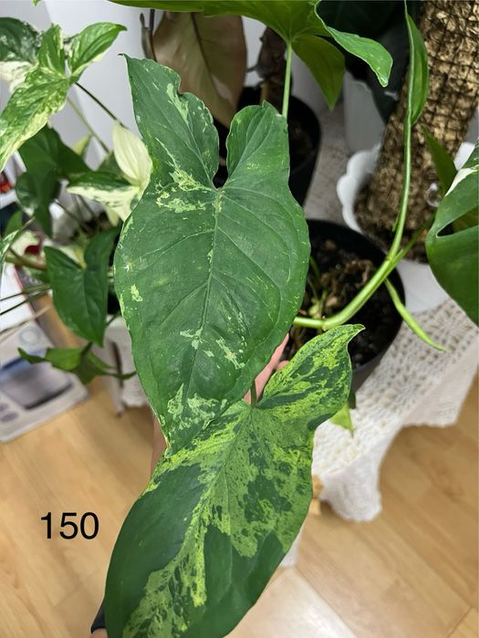 Кімнатні рослини