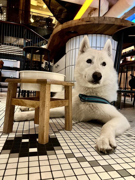 Аксель шукає даму серця (білий кобель хаскі, вʼязка)