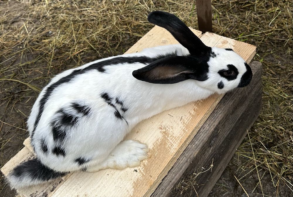 Кролики різних порід