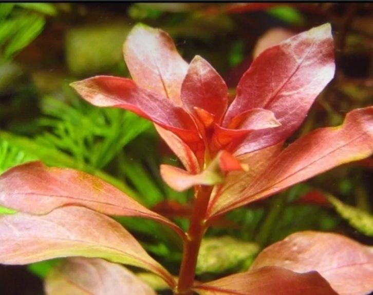 Ludwigia mesakana