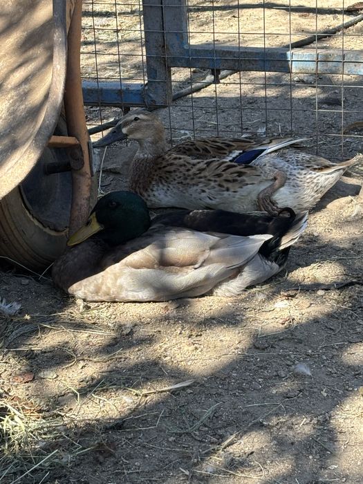 Temos patos rouen e ovos.