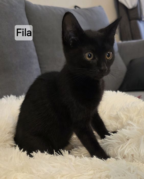 12 tygodniowe kociaki do adopcji.