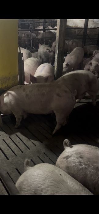 Свині в живій вазі 160-180кг