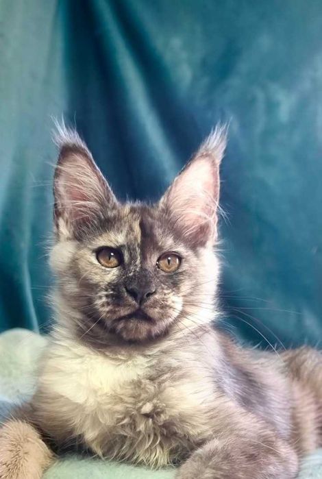 Gatinha Maine Coon