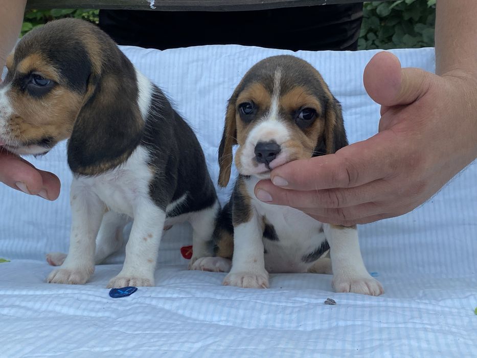 Хороші друзі