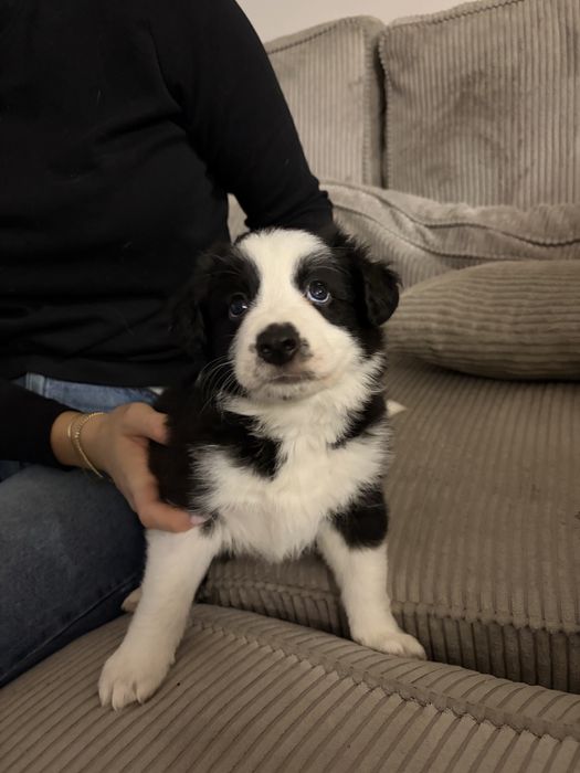 Ostani pies Aston Szczeniaki Border COLLIE