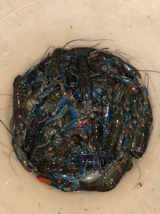 Австралийский рак \ Семьи