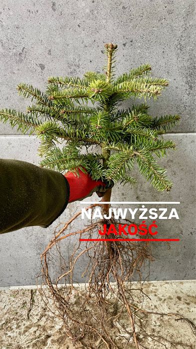 Sadzonki Jodła Kaukaska 2/2– najlepsze na rynku! (35-55 cm) detal/hurt