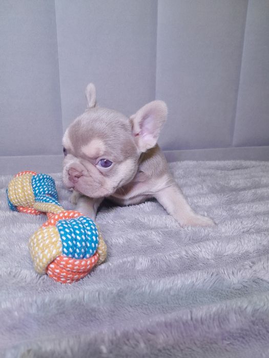 Ньюшейд ізабелла тан дівчинка