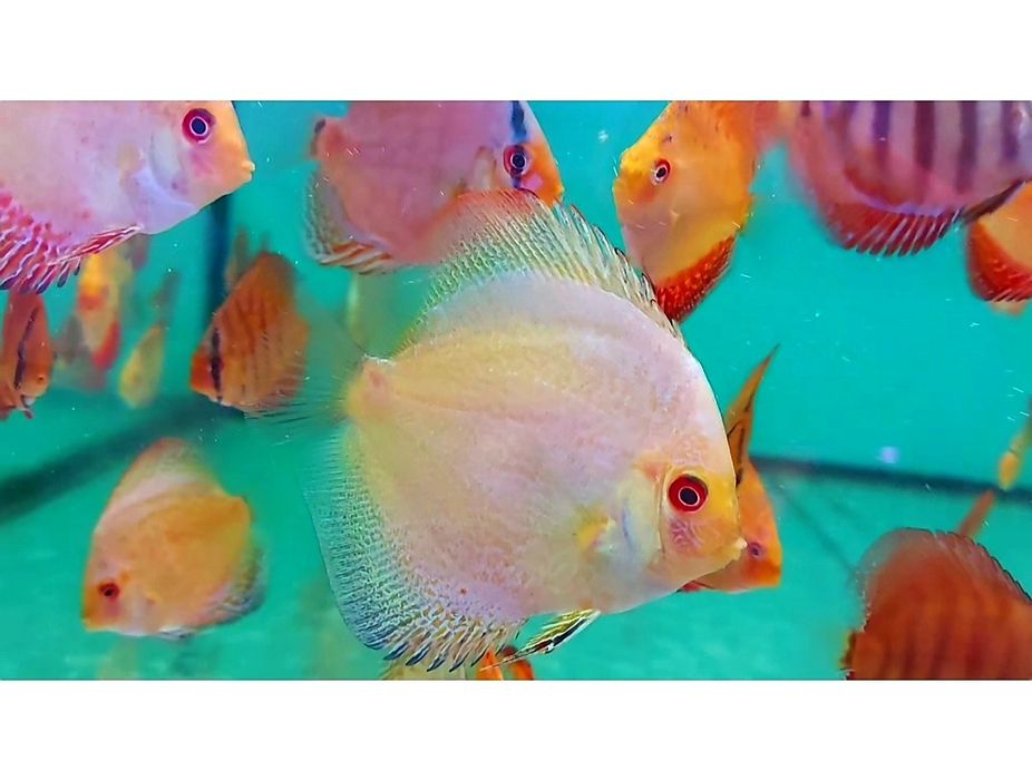 Дискус Discus  Дискуси