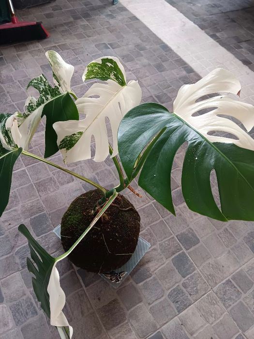 Kokedama planta natural